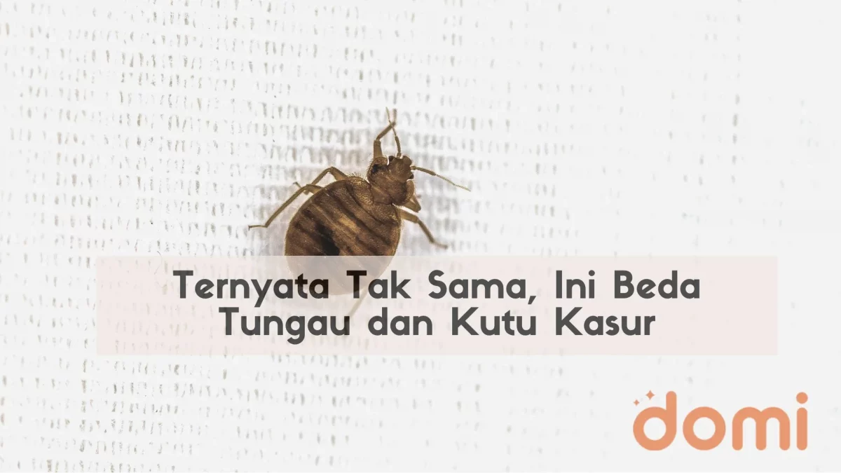 ilustrasi perbedaan tungau dan kutu kasur