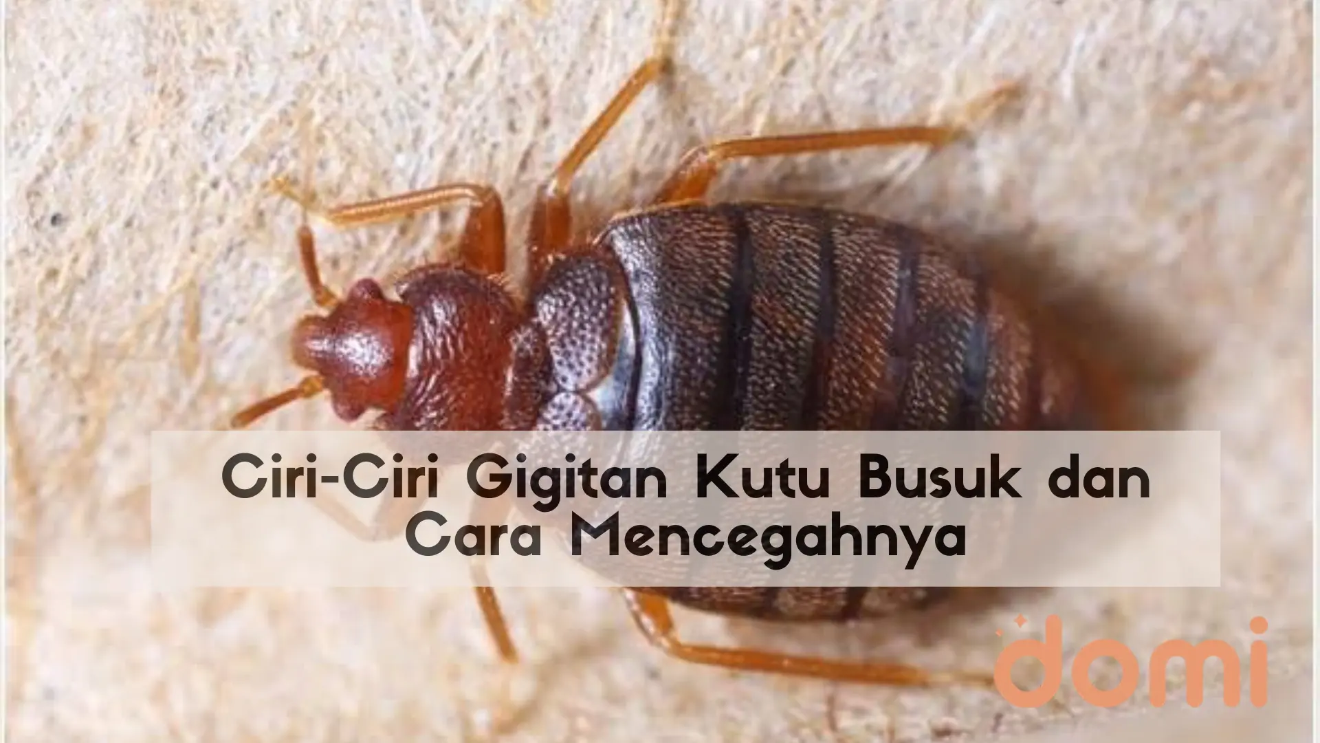 6 Macam-Macam Ukuran Kasur yang Wajib Diketahui - Domi